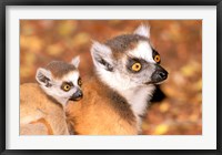 Framed Madagascar, Berenty Reserve, Ring-tailed lemur primates