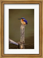 Framed Madagascar, La Madraka. Malagasy Kingfisher