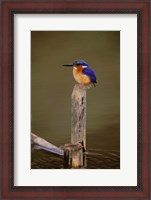 Framed Madagascar, La Madraka. Malagasy Kingfisher