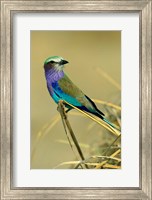 Framed Lilac-Breasted Roller bird, Mana Pools NP, Zimbabwe