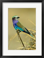 Framed Lilac-Breasted Roller bird, Mana Pools NP, Zimbabwe