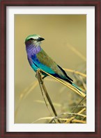 Framed Lilac-Breasted Roller bird, Mana Pools NP, Zimbabwe