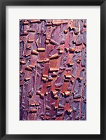 Framed Madrone Tree Bark Abstract pattern