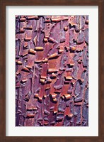 Framed Madrone Tree Bark Abstract pattern