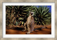 Framed Madagascar, Berenty Private Reserve. Ring-tailed Lemur