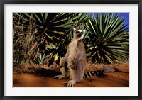 Framed Madagascar, Berenty Private Reserve. Ring-tailed Lemur