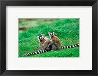 Framed Madagascar, Antananarivo, Ring-tailed lemur, primate