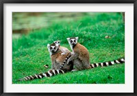 Framed Madagascar, Antananarivo, Ring-tailed lemur, primate