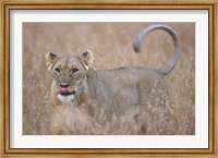 Framed Lioness in Tall Grass on Savanna, Masai Mara Game Reserve, Kenya