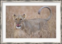 Framed Lioness in Tall Grass on Savanna, Masai Mara Game Reserve, Kenya
