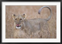 Framed Lioness in Tall Grass on Savanna, Masai Mara Game Reserve, Kenya