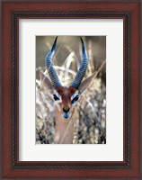 Framed Male Gerenuki with Large Eyes and Curved Horns, Kenya