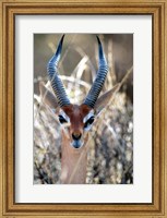 Framed Male Gerenuki with Large Eyes and Curved Horns, Kenya