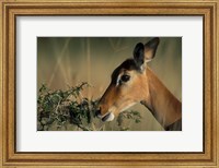 Framed Kenya, Lake Nakuru NP, Impala wildlife