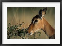 Framed Kenya, Lake Nakuru NP, Impala wildlife