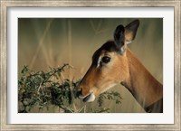 Framed Kenya, Lake Nakuru NP, Impala wildlife