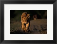 Framed Lion Cub Stalking, Masai Mara Game Reserve, Kenya