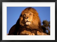 Framed Lion, Masai Mara, Kenya