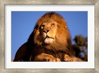Framed Lion, Masai Mara, Kenya