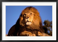 Framed Lion, Masai Mara, Kenya