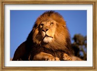 Framed Lion, Masai Mara, Kenya