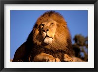 Framed Lion, Masai Mara, Kenya