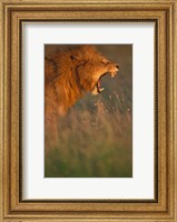 Framed Kenya, Masai Mara Game Reserve, Lion, grass, savana