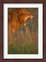 Framed Kenya, Masai Mara Game Reserve, Lion, grass, savana