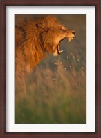 Framed Kenya, Masai Mara Game Reserve, Lion, grass, savana