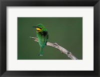 Framed Kenya, Masai Mara Game Reserve, Little Bee Eater bird