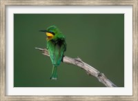 Framed Kenya, Masai Mara Game Reserve, Little Bee Eater bird
