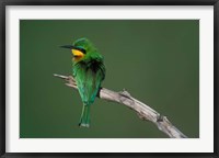 Framed Kenya, Masai Mara Game Reserve, Little Bee Eater bird