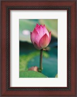 Framed Lotus flower bud, Hangzhou, Zhejiang Province, China