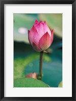 Framed Lotus flower bud, Hangzhou, Zhejiang Province, China