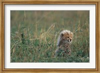Framed Kenya, Masai Mara Game Reserve, Cheetah, Savanna