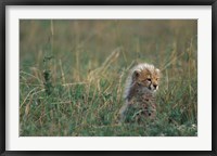 Framed Kenya, Masai Mara Game Reserve, Cheetah, Savanna