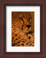 Framed Kenya, Masai Mara Game Reserve, Cheetah, sunset