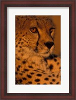 Framed Kenya, Masai Mara Game Reserve, Cheetah, sunset