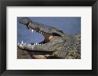 Framed Kenya, Masai Mara Game Reserve, Nile Crocodile