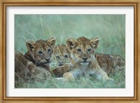 Framed Lion Cubs Rest in Grass, Masai Mara Game Reserve, Kenya