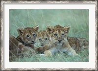 Framed Lion Cubs Rest in Grass, Masai Mara Game Reserve, Kenya