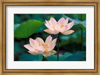 Framed Lotus Flower in Blossom, China