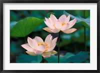 Framed Lotus Flower in Blossom, China