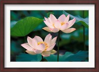 Framed Lotus Flower in Blossom, China