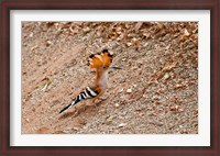 Framed Madagascar. Madagascar Hoopoe, endemic bird