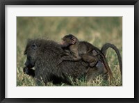 Framed Kenya, Masai Mara Game Reserve, Chacma Baboons wildlife