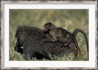 Framed Kenya, Masai Mara Game Reserve, Chacma Baboons wildlife