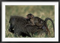 Framed Kenya, Masai Mara Game Reserve, Chacma Baboons wildlife