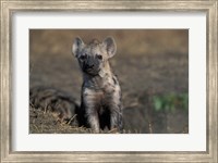 Framed Kenya, Masai Mara Game Reserve, Spotted Hyena wildlife