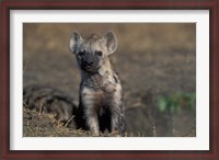 Framed Kenya, Masai Mara Game Reserve, Spotted Hyena wildlife